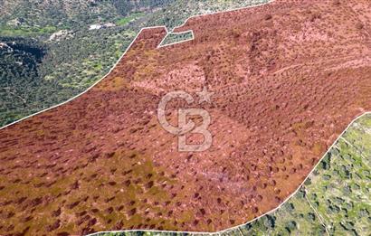 MUĞLA MİLAS BAFA DA 200 DÖNÜM TEK TAPU SATILIK ZEYTİNLİK