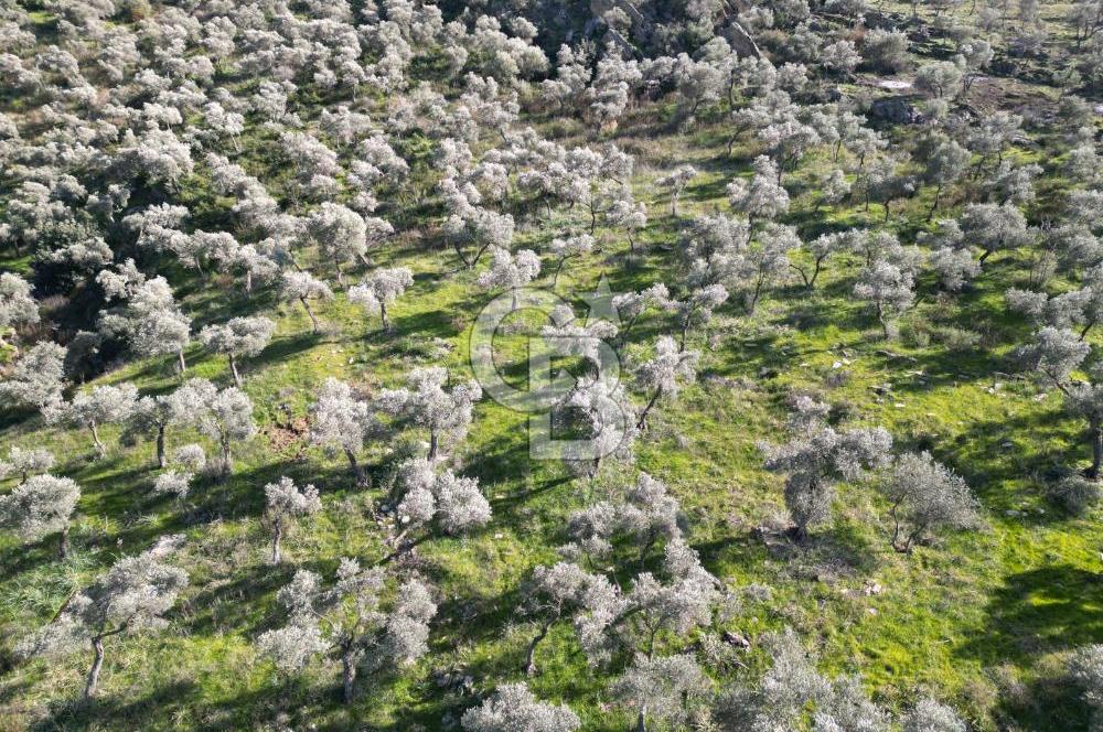 MUĞLA MİLAS BAFA DA 200 DÖNÜM TEK TAPU SATILIK ZEYTİNLİK