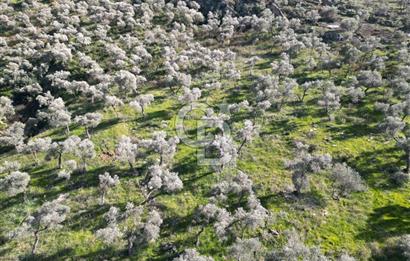 MUĞLA MİLAS BAFA DA 200 DÖNÜM TEK TAPU SATILIK ZEYTİNLİK