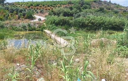 MEZİTLİ KALE'DE SATILIK LİMON BAHÇESİ
