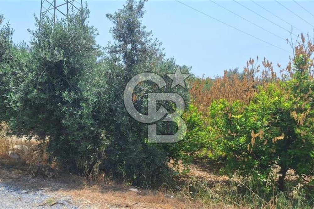 MEZİTLİ KALE'DE SATILIK LİMON BAHÇESİ