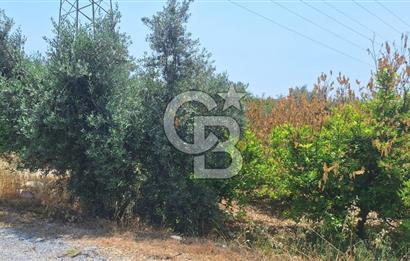 MEZİTLİ KALE'DE SATILIK LİMON BAHÇESİ
