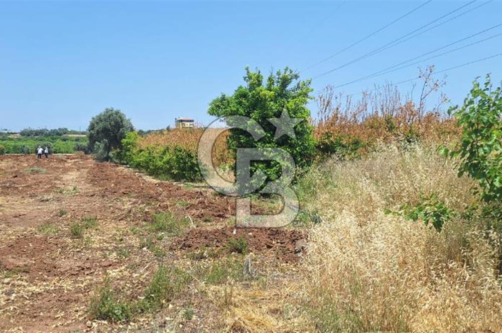 MEZİTLİ KALE'DE SATILIK LİMON BAHÇESİ