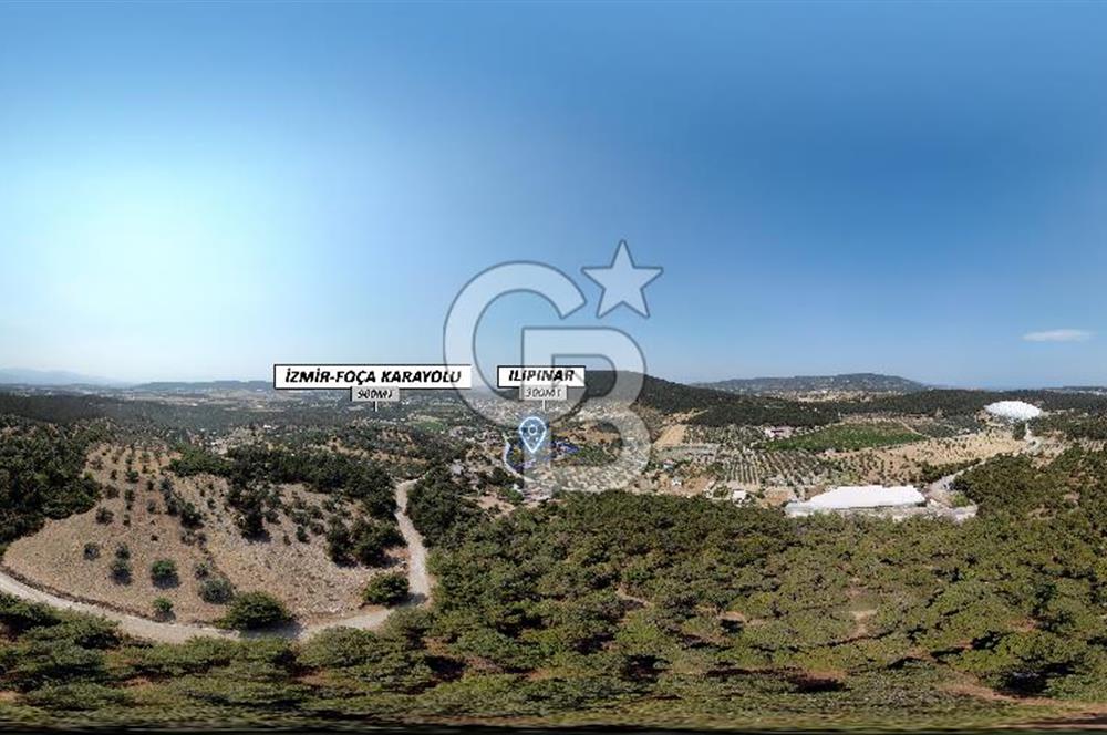 Foça Ilıpınar'da Köy Merkezi Yakınında Satılık Fırsat Zeytinlik