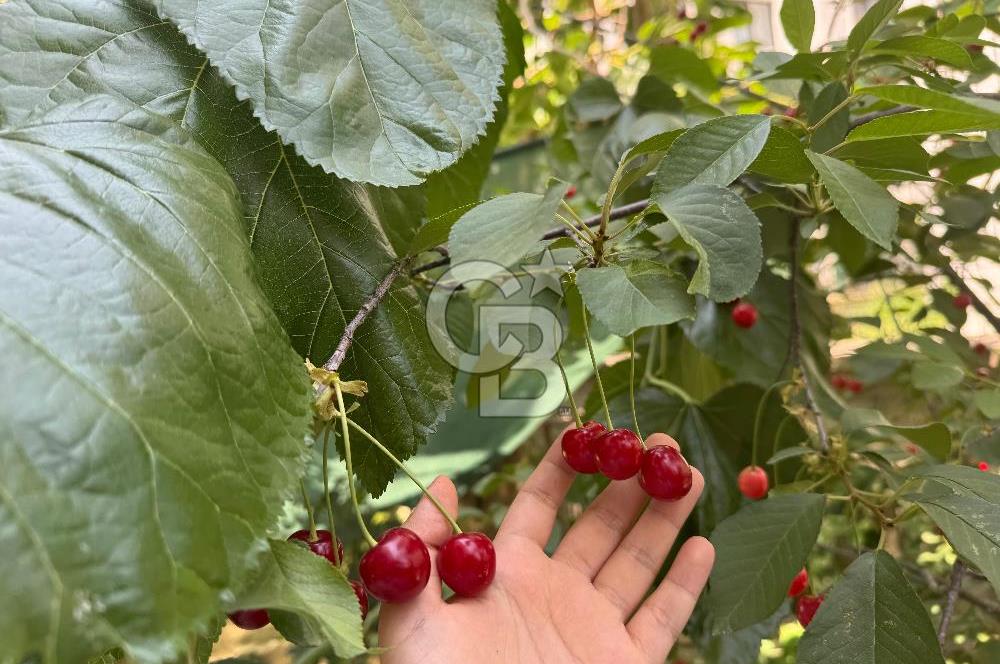 YALOVA ÇİFTLİKKÖY DE SATILIK MÜSTAKİL BAHÇELİ VİLLA!. 4+1