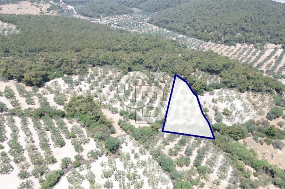 Bozköy'e 150 m. 30 Ağaçlı Müstakil 2.200 m2 Satılık Zeytinlik