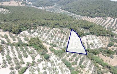 Bozköy'e 150 m. 30 Ağaçlı Müstakil 2.200 m2 Satılık Zeytinlik