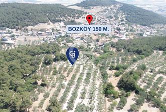 Bozköy'e 150 m. 30 Ağaçlı Müstakil 2.200 m2 Satılık Zeytinlik