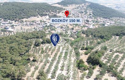Bozköy'e 150 m. 30 Ağaçlı Müstakil 2.200 m2 Satılık Zeytinlik