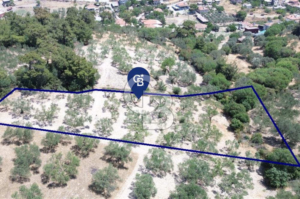 Bozköy'e 150 m. 30 Ağaçlı Müstakil 2.200 m2 Satılık Zeytinlik