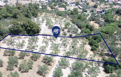 Bozköy'e 150 m. 30 Ağaçlı Müstakil 2.200 m2 Satılık Zeytinlik
