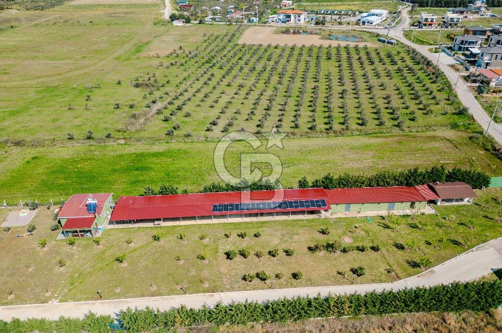 Seferihisar Düzce'de 7 Dönüm İçerisinde Satılık Çiftlik
