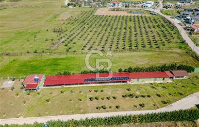 Seferihisar Düzce'de 7 Dönüm İçerisinde Satılık Çiftlik