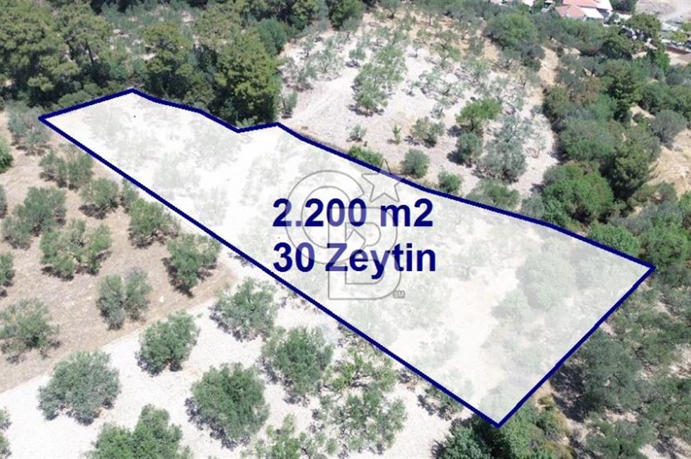 Bozköy'e 150 m. 30 Ağaçlı Müstakil 2.200 m2 Satılık Zeytinlik