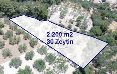 Bozköy'e 150 m. 30 Ağaçlı Müstakil 2.200 m2 Satılık Zeytinlik