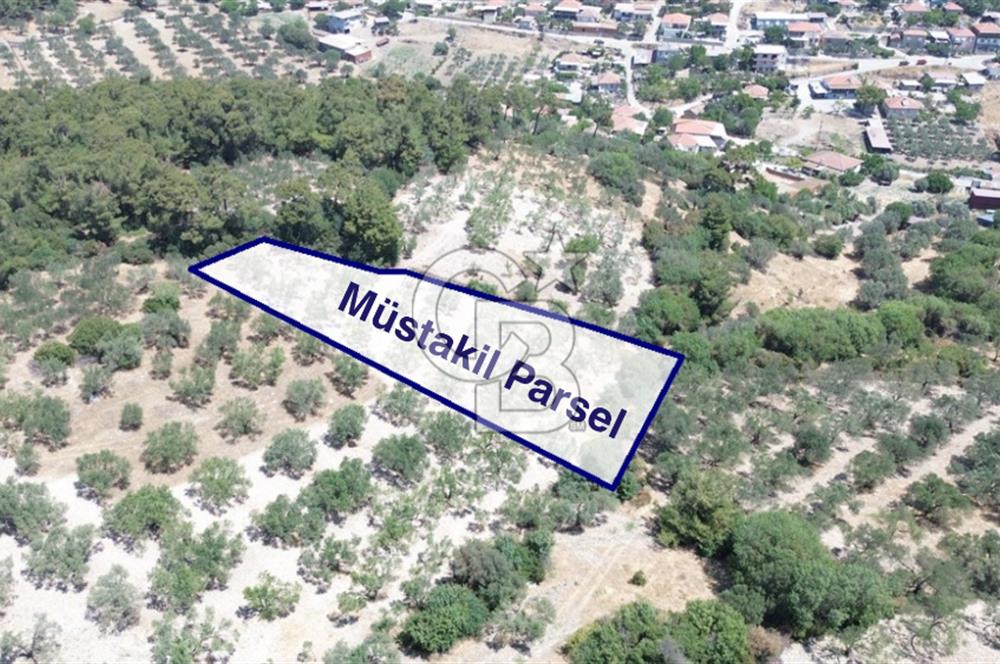 Bozköy'e 150 m. 30 Ağaçlı Müstakil 2.200 m2 Satılık Zeytinlik