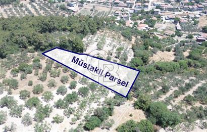 Bozköy'e 150 m. 30 Ağaçlı Müstakil 2.200 m2 Satılık Zeytinlik