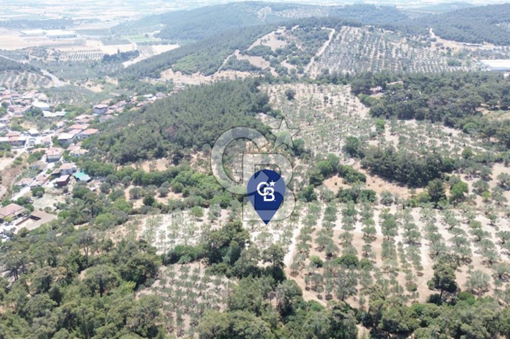 Bozköy'e 150 m. 30 Ağaçlı Müstakil 2.200 m2 Satılık Zeytinlik
