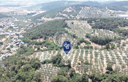 Bozköy'e 150 m. 30 Ağaçlı Müstakil 2.200 m2 Satılık Zeytinlik