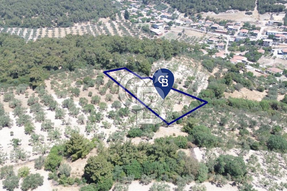 Bozköy'e 150 m. 30 Ağaçlı Müstakil 2.200 m2 Satılık Zeytinlik