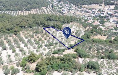 Bozköy'e 150 m. 30 Ağaçlı Müstakil 2.200 m2 Satılık Zeytinlik