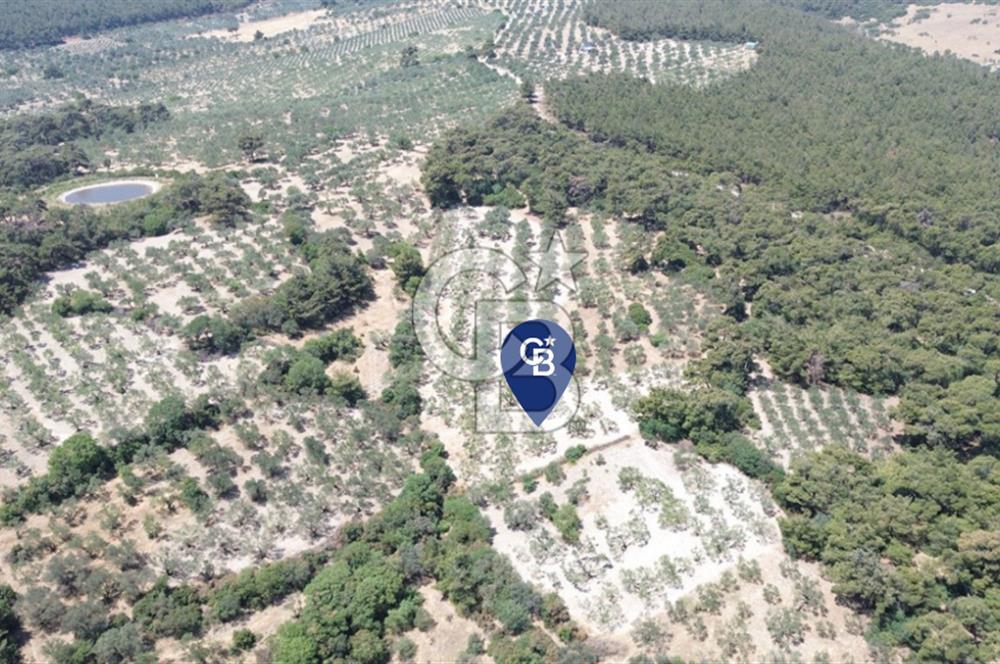 Bozköy'e 150 m. 30 Ağaçlı Müstakil 2.200 m2 Satılık Zeytinlik