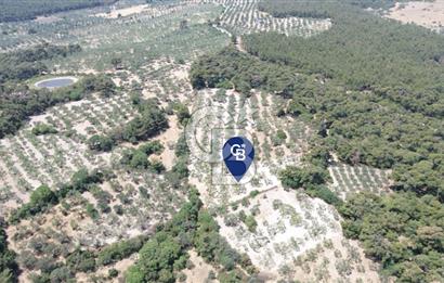 Bozköy'e 150 m. 30 Ağaçlı Müstakil 2.200 m2 Satılık Zeytinlik