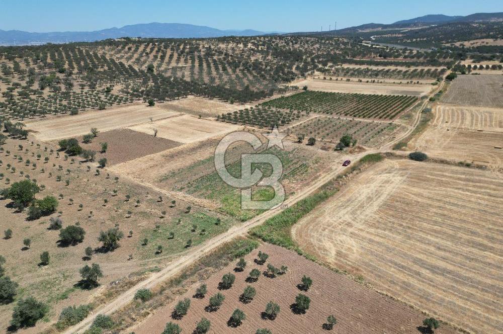 Zeytindağ Çandarlı Liman Bölgesinde SatılıkTarla 