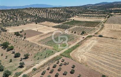 Zeytindağ Çandarlı Liman Bölgesinde SatılıkTarla 