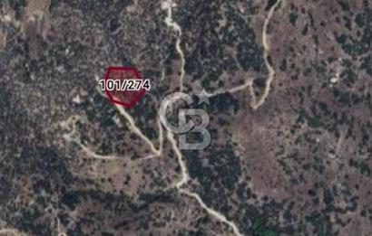 Muğla Yatağan Yava Mh Satılık Zeytinlik