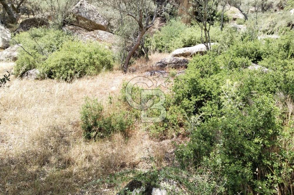 Muğla Yatağan Yava Mh Satılık Zeytinlik