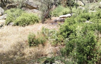 Muğla Yatağan Yava Mh Satılık Zeytinlik