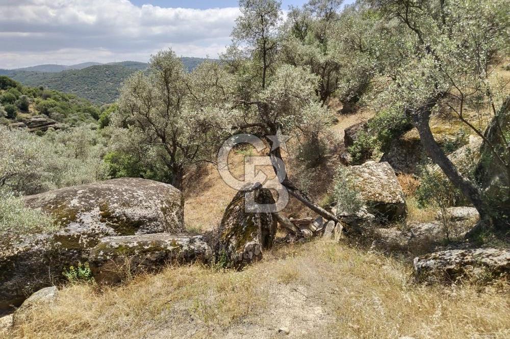 Muğla Yatağan Yava Mh Satılık Zeytinlik