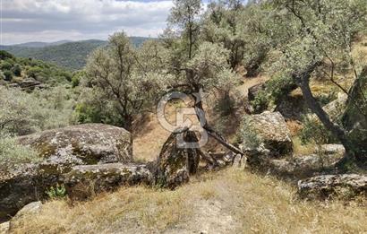 Muğla Yatağan Yava Mh Satılık Zeytinlik