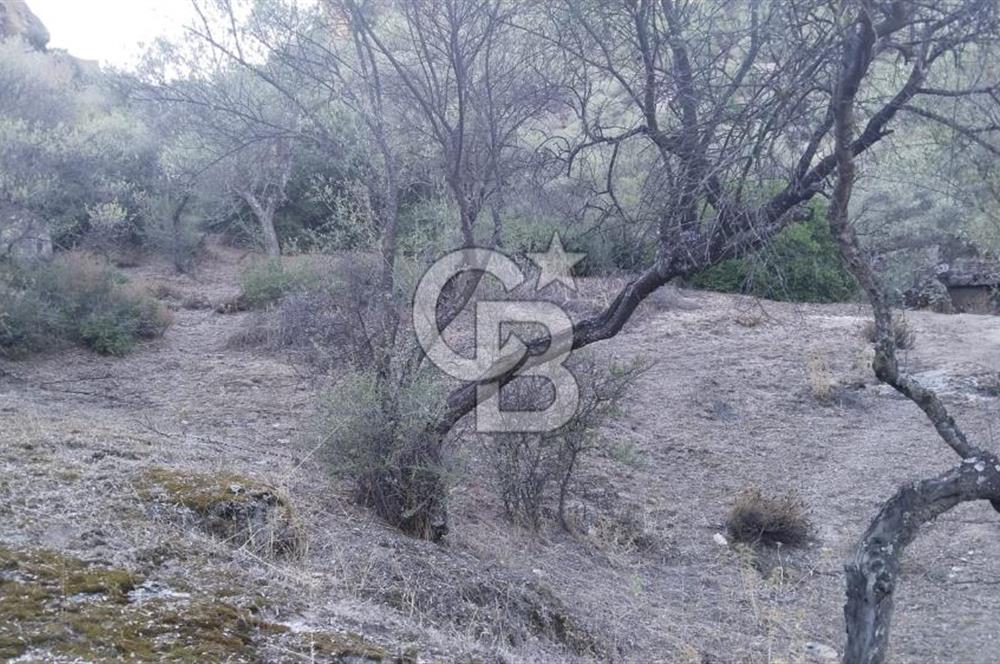 Muğla Yatağan Yava Mh Satılık Zeytinlik