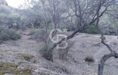 Muğla Yatağan Yava Mh Satılık Zeytinlik