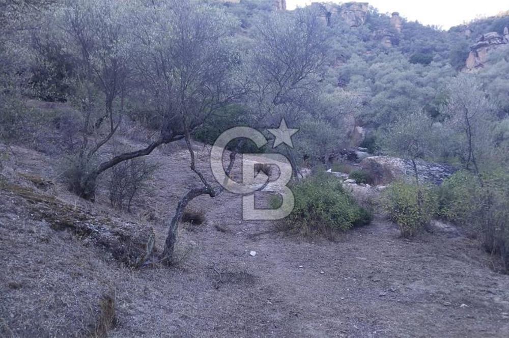 Muğla Yatağan Yava Mh Satılık Zeytinlik