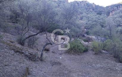 Muğla Yatağan Yava Mh Satılık Zeytinlik