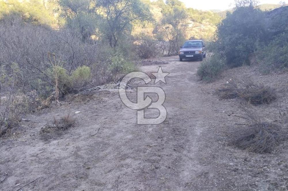 Muğla Yatağan Yava Mh Satılık Zeytinlik