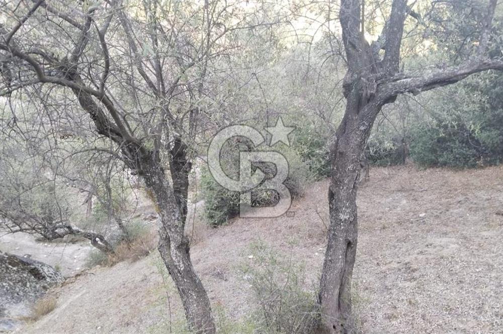 Muğla Yatağan Yava Mh Satılık Zeytinlik