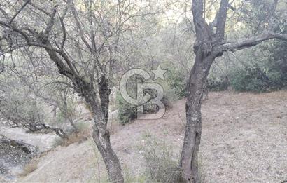 Muğla Yatağan Yava Mh Satılık Zeytinlik