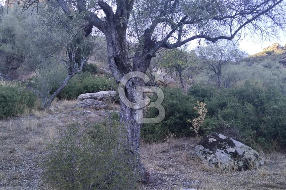 Muğla Yatağan Yava Mh Satılık Zeytinlik