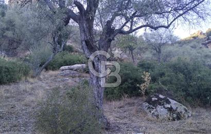 Muğla Yatağan Yava Mh Satılık Zeytinlik