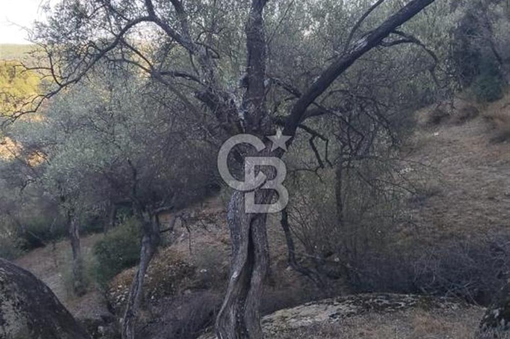 Muğla Yatağan Yava Mh Satılık Zeytinlik