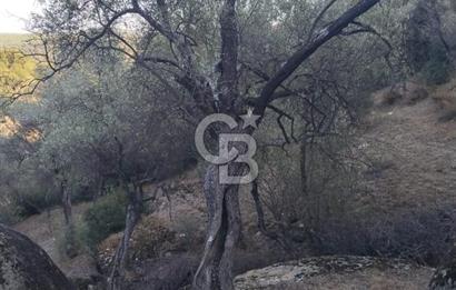 Muğla Yatağan Yava Mh Satılık Zeytinlik