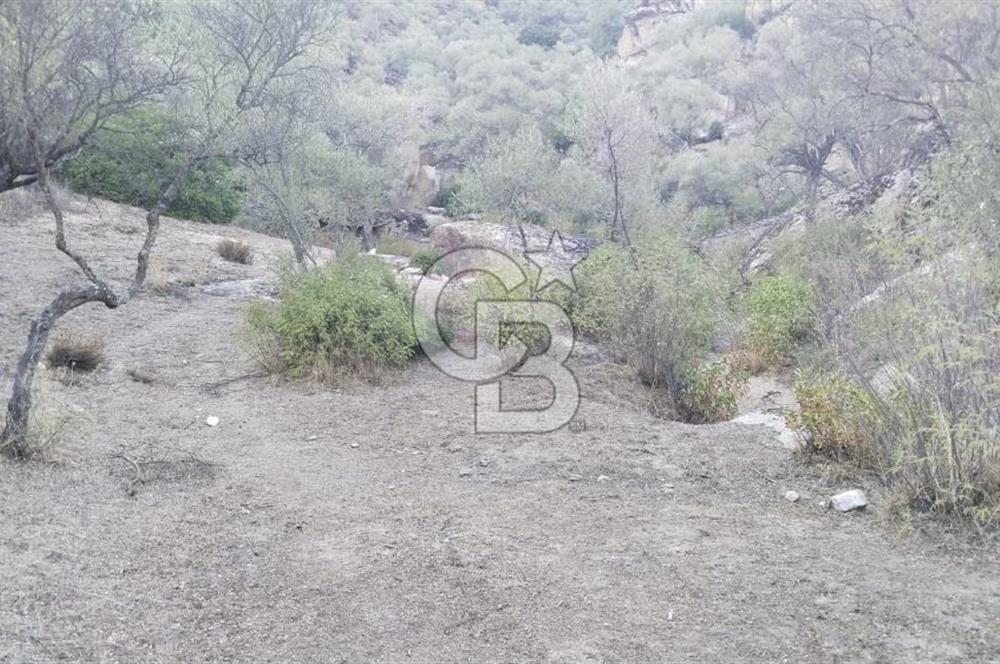 Muğla Yatağan Yava Mh Satılık Zeytinlik