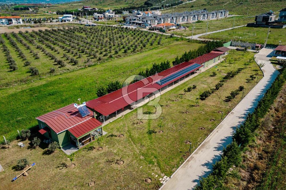 Seferihisar Düzce'de 7 Dönüm İçerisinde Satılık Çiftlik