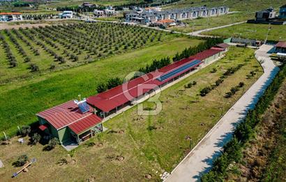 Seferihisar Düzce'de 7 Dönüm İçerisinde Satılık Çiftlik