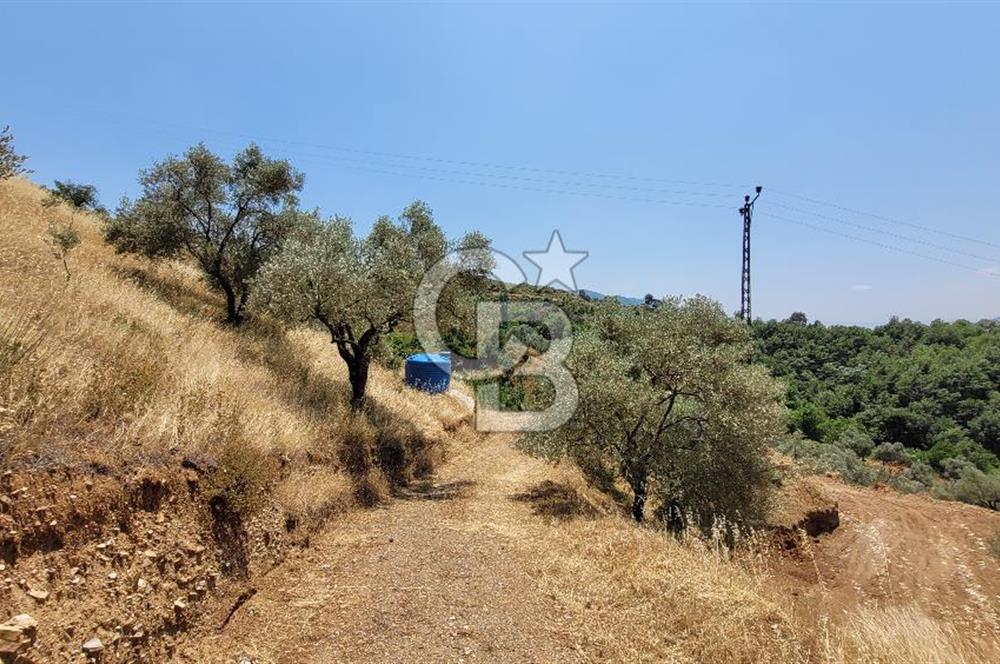 ÖDEMİŞ'TE ZEYTİNLİK FIRSATI 