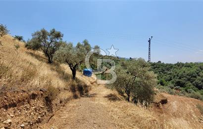 ÖDEMİŞ'TE ZEYTİNLİK FIRSATI 
